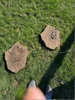 Two stepping stones laid out on the lawn