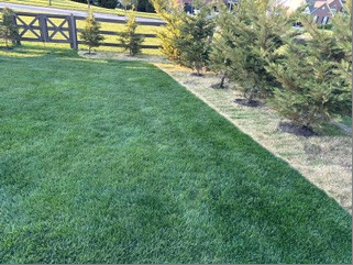 Treated grass beneath the evergreen row beside the green lawn