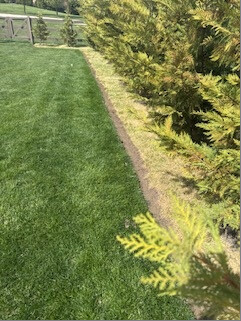 Hand-dug edge along the evergreen bed
