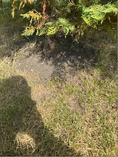 Close-up of the grass and small mulch circle beneath an evergreen