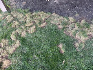 Pieces of removed turf beside the bed edge