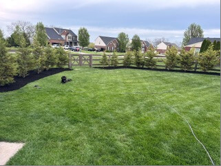 Finished evergreen mulch bed with Roscoe resting in the yard