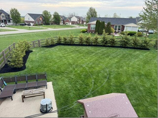 Lush backyard viewed from above with mulched beds beneath the evergreen trees